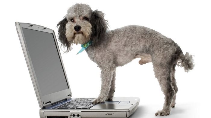 A Bassetoodle dog stands on a laptop