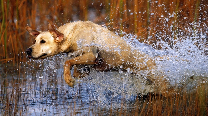 Yellow dog splashing through water