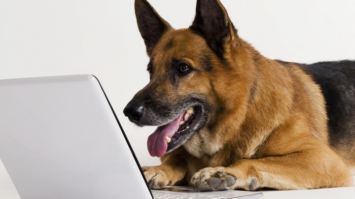 German Shepherd dog using a laptop
