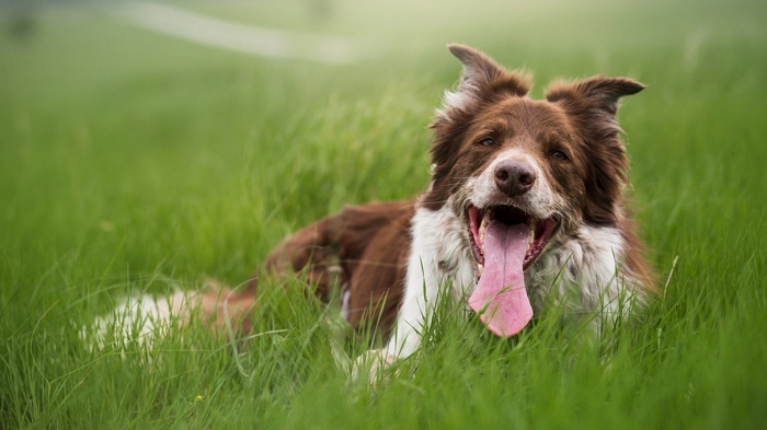Brown and white border collie dog lying in grass