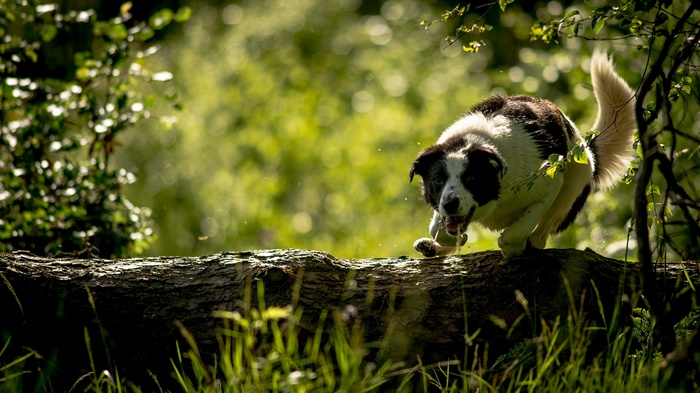 A dog running on a fallen log in a forest