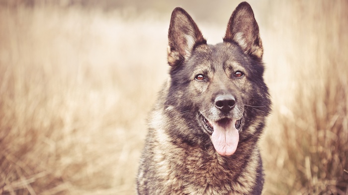 German Shepherd dog in a field