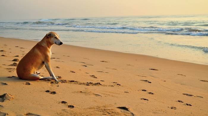 Dog sitting on a sandy beach by the ocean