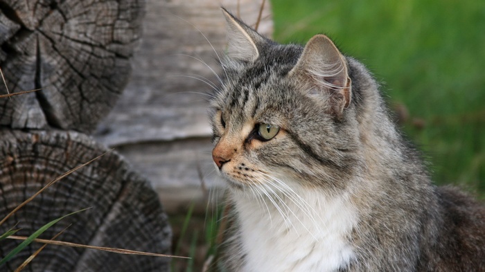 Tabby cat with green eyes near logs