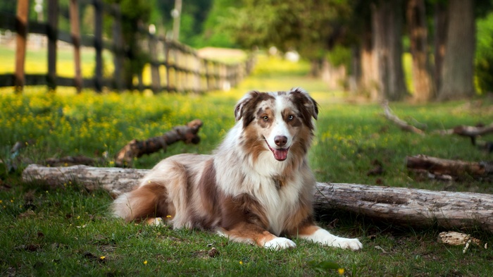 Australian Shepherd dog lying on grass near a wooden fence