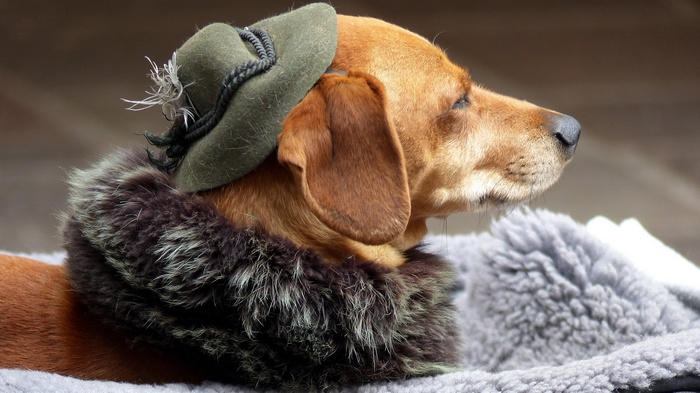 Dachshund dog wearing a hat and fur collar