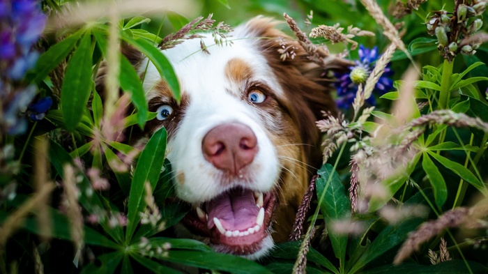 Australian Shepherd dog peeking through foliage