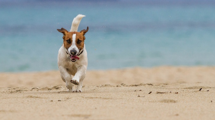 Jack Russell Terrier running on a sandy beach