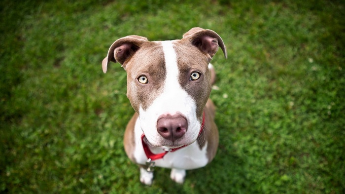 Brown and white pit bull dog looking up