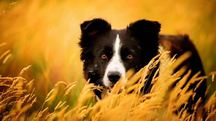 Border Collie dog in tall golden grass