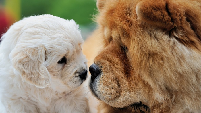 Puppy and adult dog nose to nose