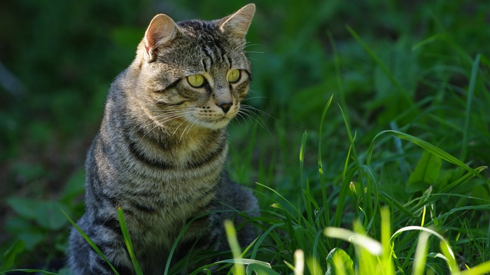 Tabby cat sitting in green grass