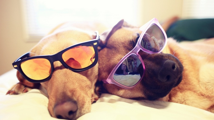 Two dogs wearing sunglasses lying down