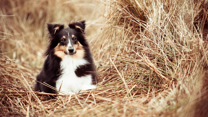 Shetland Sheepdog sitting in dry grass