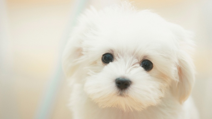 Close-up of a white Maltese puppy's face