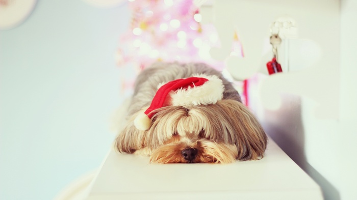 Yorkshire Terrier wearing a Santa hat