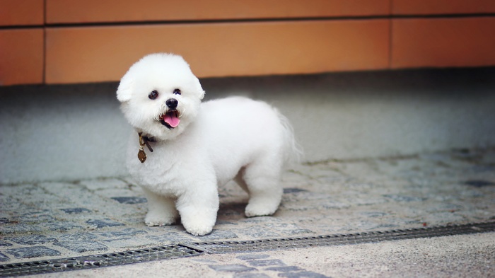A fluffy white Bichon Frise dog standing on a stone path