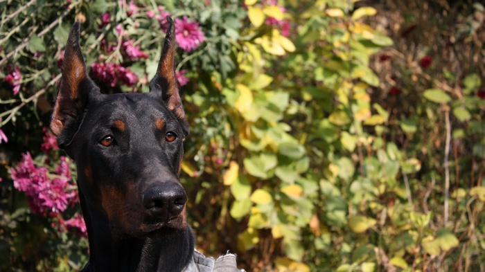 Doberman Pinscher in front of flowers