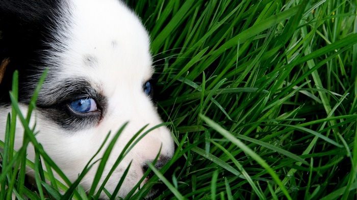 Puppy with blue eyes in green grass