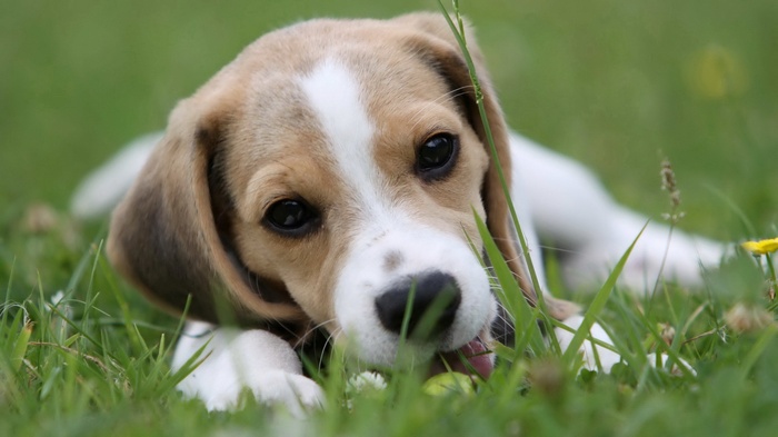 Beagle puppy chewing on grass in a field