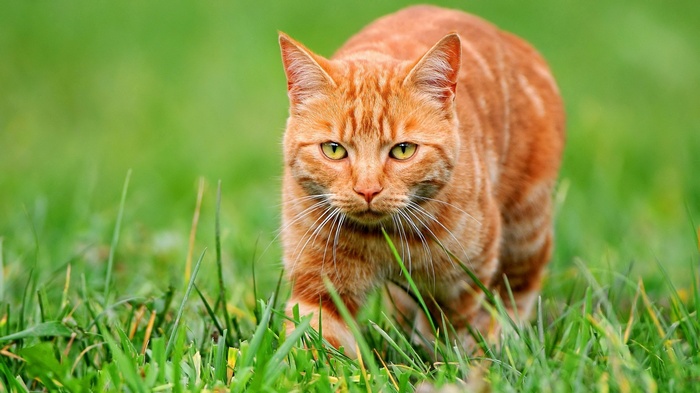 Orange tabby cat walking in green grass