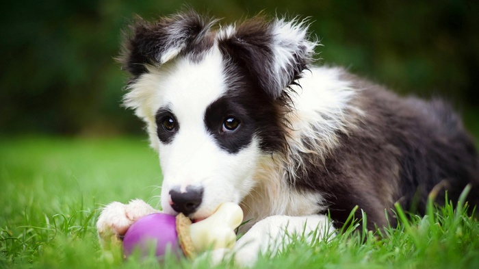 Border Collie puppy chewing on a toy