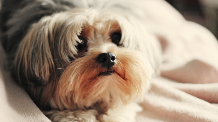 Close-up of a Yorkshire Terrier dog