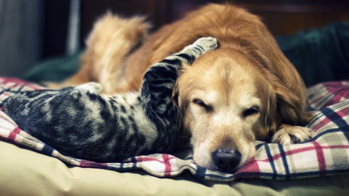 A kitten rests its paw on a sleeping dog