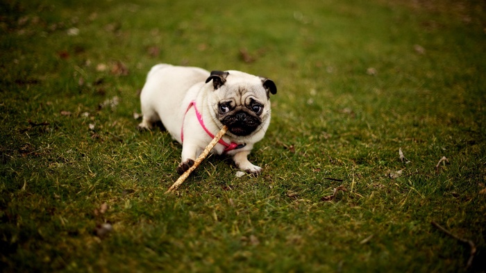 A pug dog chews on a stick in the grass