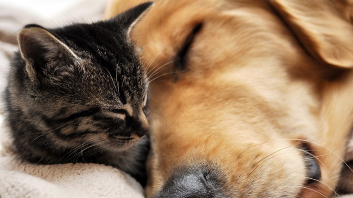 Kitten and dog sleeping together
