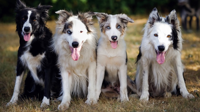 Four Border Collies sitting in a grassy field