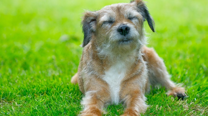 A dog with eyes closed on green grass