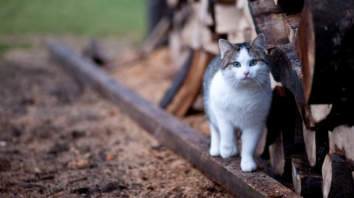 A cat walks on a wooden beam near stacked logs