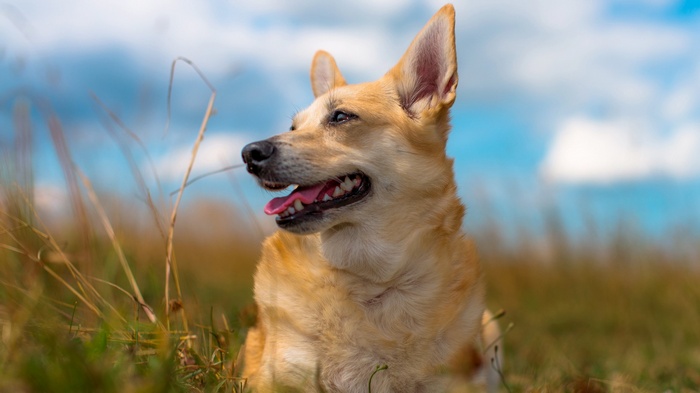 A dog in a field with a blue sky