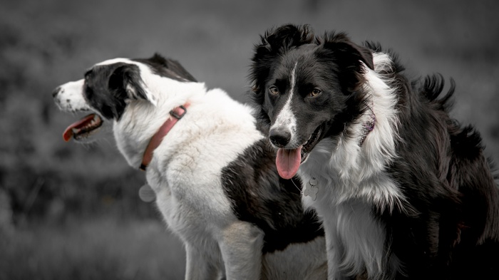 Two border collies panting outdoors