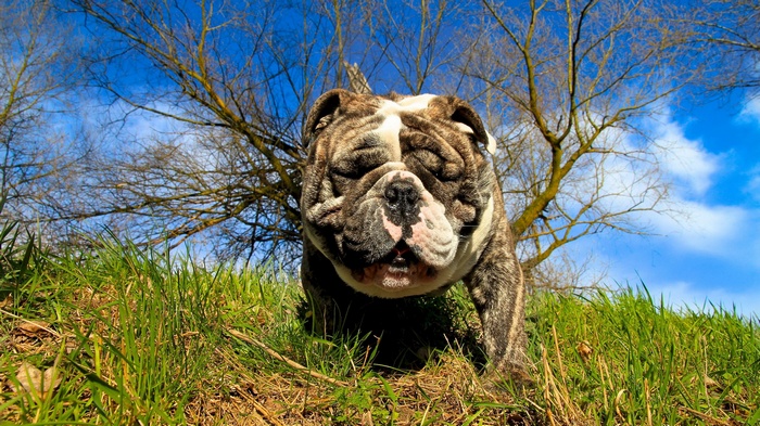 English Bulldog in grassy field with trees and blue sky