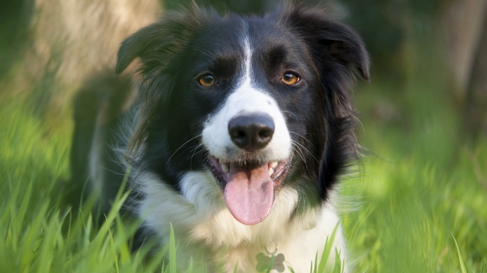 Border Collie dog in green grass