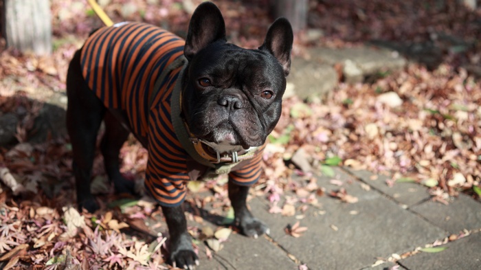 Black French Bulldog wearing an orange and black striped shirt