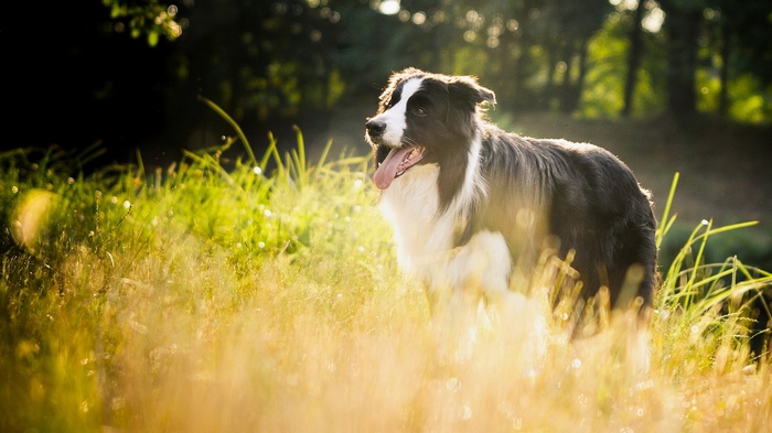 Border Collie dog in a sunlit grassy field