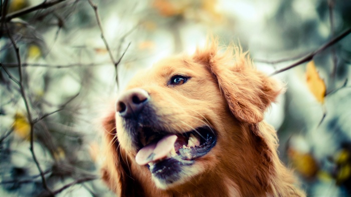 Golden Retriever dog with mouth open