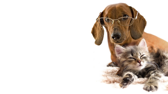 Dachshund wearing glasses with kitten