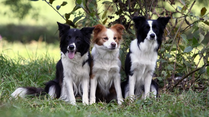 Three Border Collies sitting in grass