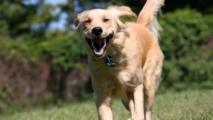 Golden retriever dog running and smiling