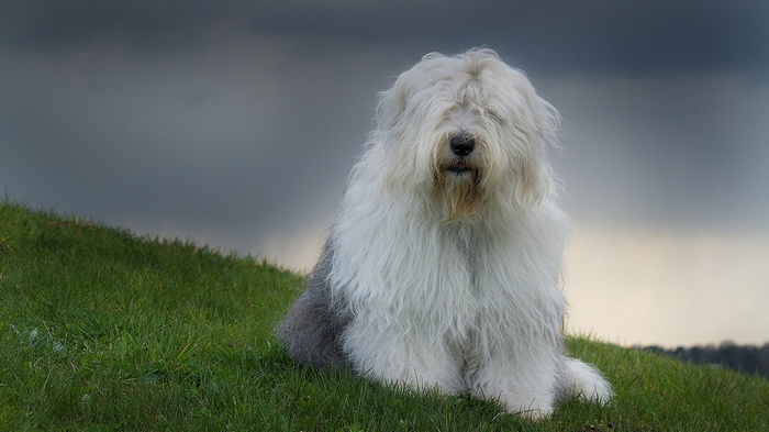 Old English Sheepdog sitting on a grassy hill