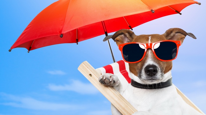 Dog wearing sunglasses under an umbrella