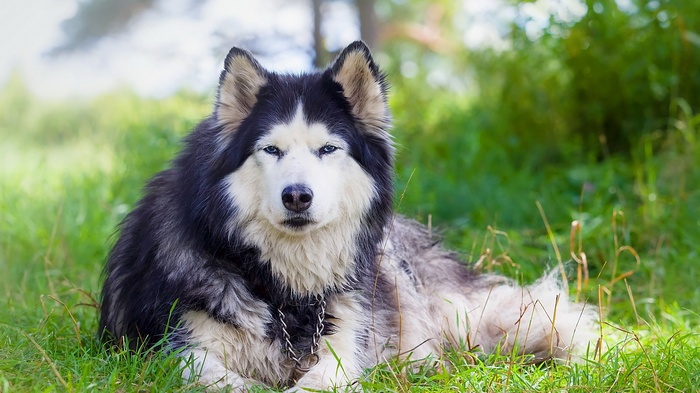 Husky dog lying in green grass