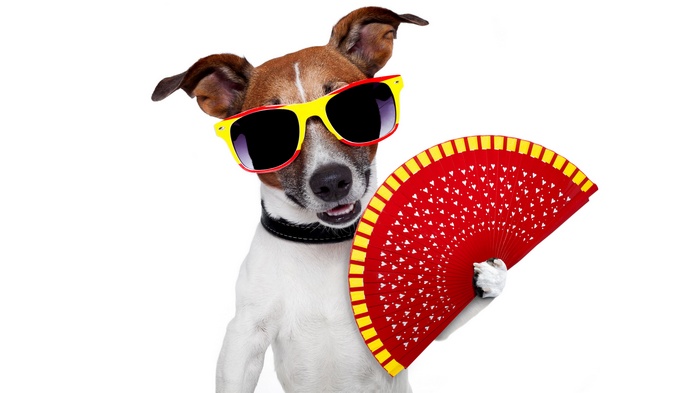 Dog wearing sunglasses holding a fan
