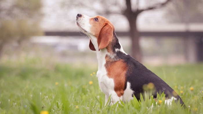 Beagle dog sitting in green grass