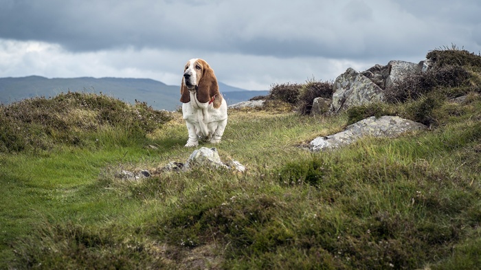 Basset Hound dog on a grassy hill
