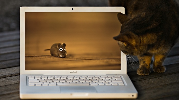 Cat looking at a toy mouse on a laptop screen